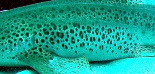 f925aca1-9625-4a9f-bb01-50838dc700c7