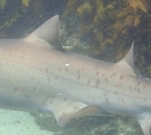 0ae3196e-2c0b-414c-be04-3aea691c3dfb