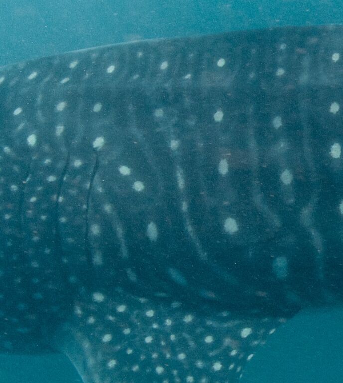 0be627e1-0bca-4231-98ad-74a8112100f5