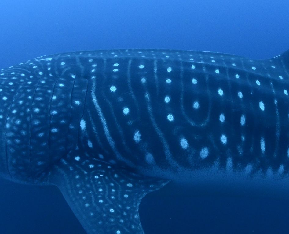 843daf4a-dcea-4acc-ad81-14e318ebedef