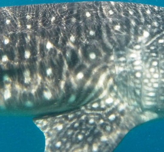 78e6b29a-eac1-4bb1-b531-b00799c27ed1