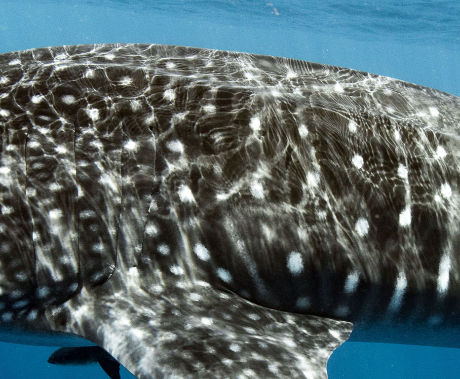 03aaedf1-c950-4063-95af-dca8fcfda47b