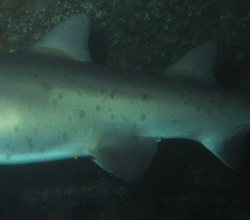 f1451e9b-2587-4440-ba37-7089d274b323