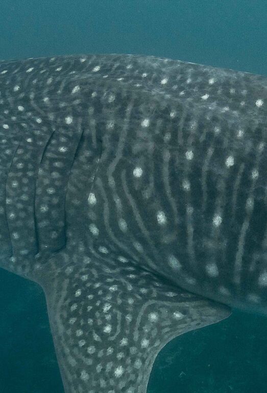 9e35d794-02b5-4b70-9726-c412eefaef1f