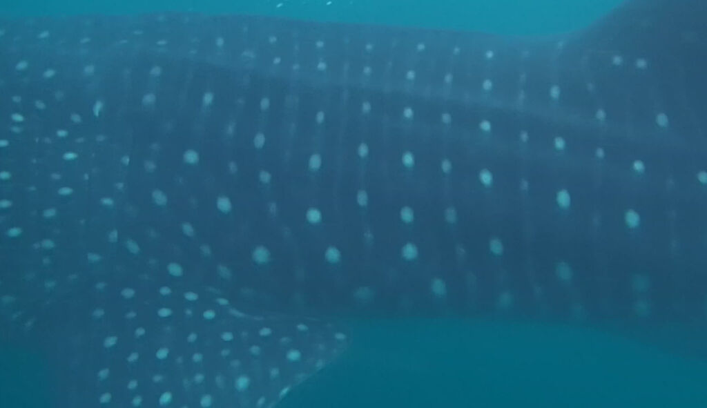 5c0c4d89-e148-4dd6-b456-fbed53b99c70