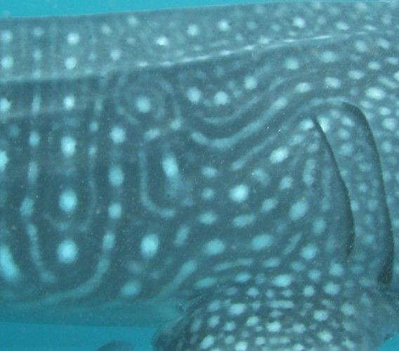 253defa4-6320-43d3-90b6-a1be95acc1f4