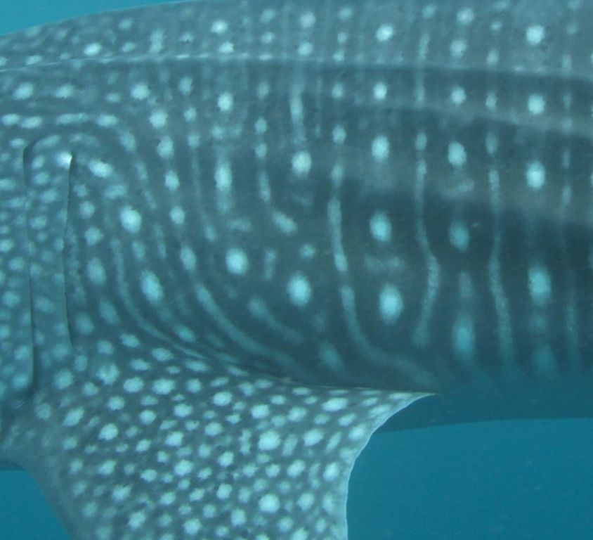 253defa4-6320-43d3-90b6-a1be95acc1f4