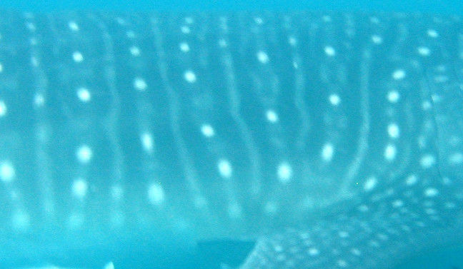 6108170a-4d36-43b3-ac6e-b02f3b24b24b