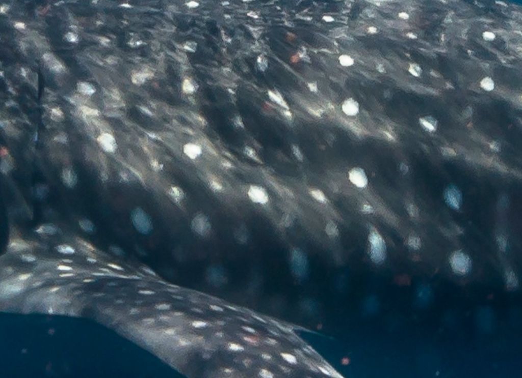 7ad13e0b-33d8-439a-9ed7-c9624a3433d7