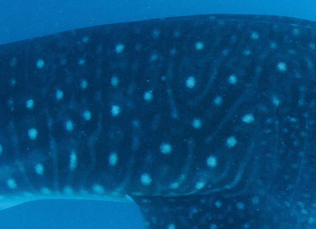 31486dba-d75b-47df-921b-a3c4cd7f536f