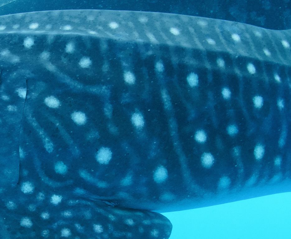 31486dba-d75b-47df-921b-a3c4cd7f536f