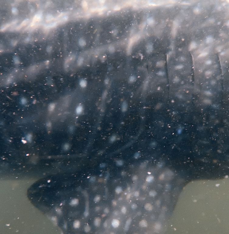 00f010a9-bd1b-4243-83c5-9f49417c5843