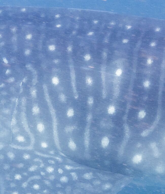 629ae84b-66e0-4669-8d94-9c25e0cd37f5