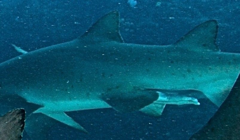 5a0e42fa-6ae7-409d-b247-869f81cd0699