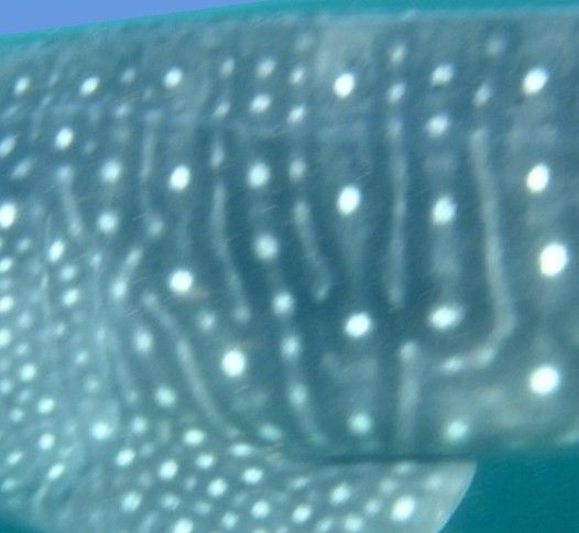 557621e6-a3e5-4199-bf54-db5dd48711c7