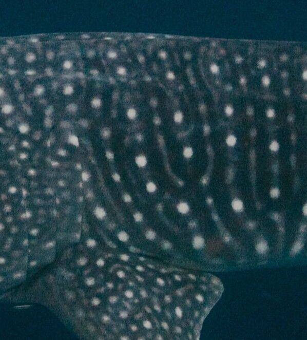 e0ed650a-ec2f-42ba-940a-28be740ba5ec