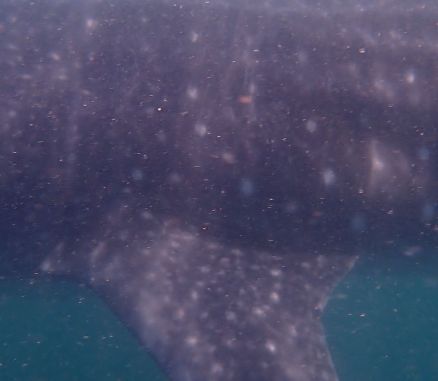 0d932684-ac6a-49de-ab08-8918e0a92fd7