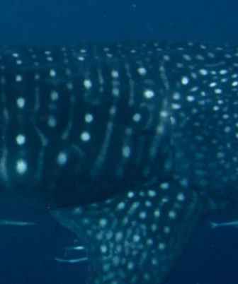 0ba29b9e-b966-4126-802f-a0ee9d10f369