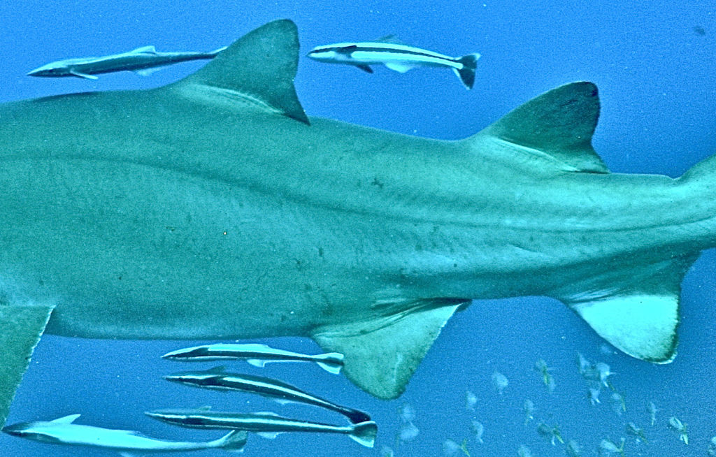 97f0e6e8-f95f-47f6-8a6c-6b6d901fdc5b