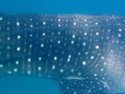 b695b985-c974-447e-8031-17ecaf20a71f