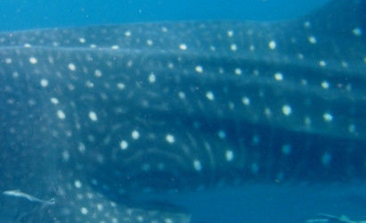 b695b985-c974-447e-8031-17ecaf20a71f