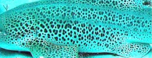 65120cdc-211a-4765-9f4c-e562a0d0b6e3