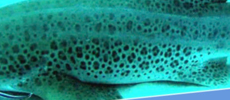 a9040eaa-1246-4df5-bc4f-34bdb5a7bf79