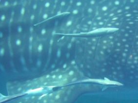 05d15c9d-9346-4d2b-9f1b-505e21f45a7d