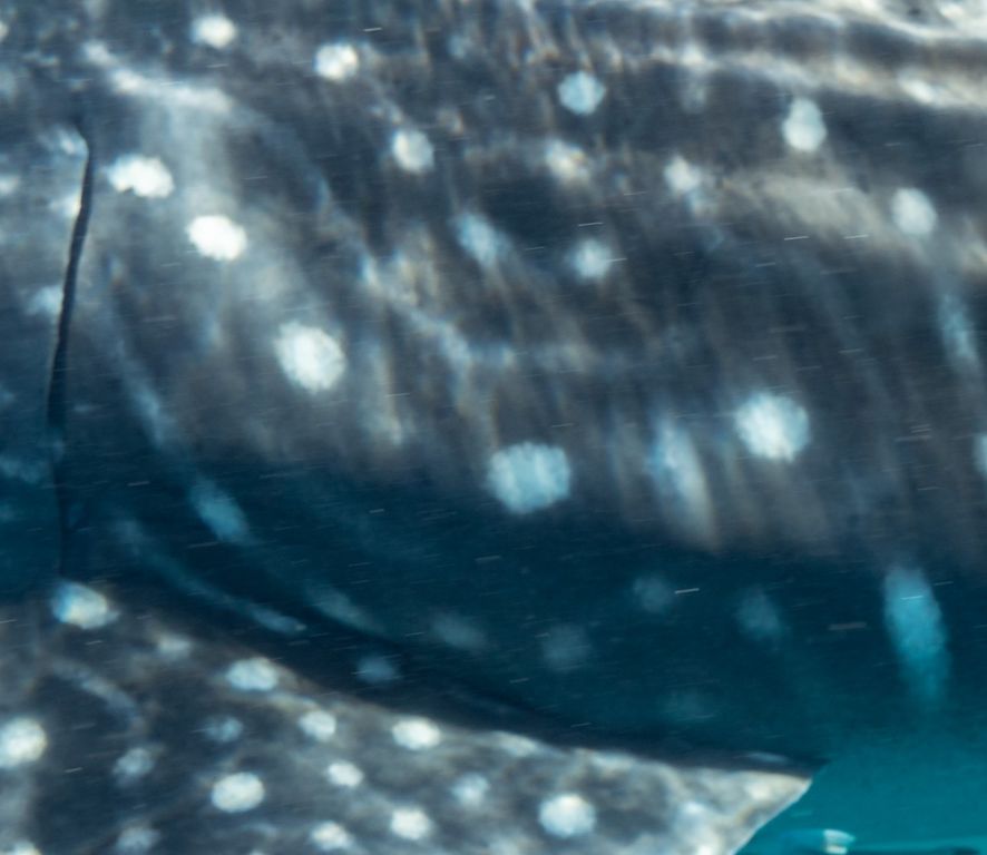 52a85614-6a39-45e6-b2c9-fc6dac6d0e7d