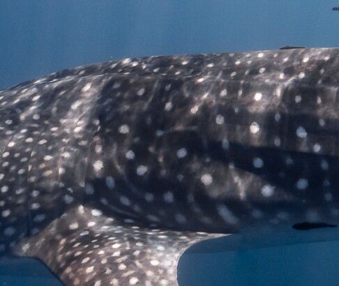 7a95e475-04c8-4448-bd32-9f3561168260