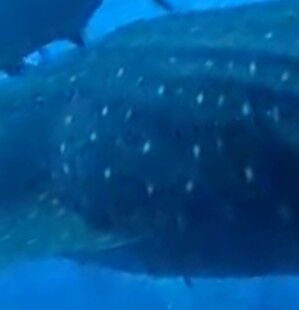 d2ffe6a5-6822-4bf4-80f5-4373c1419a42