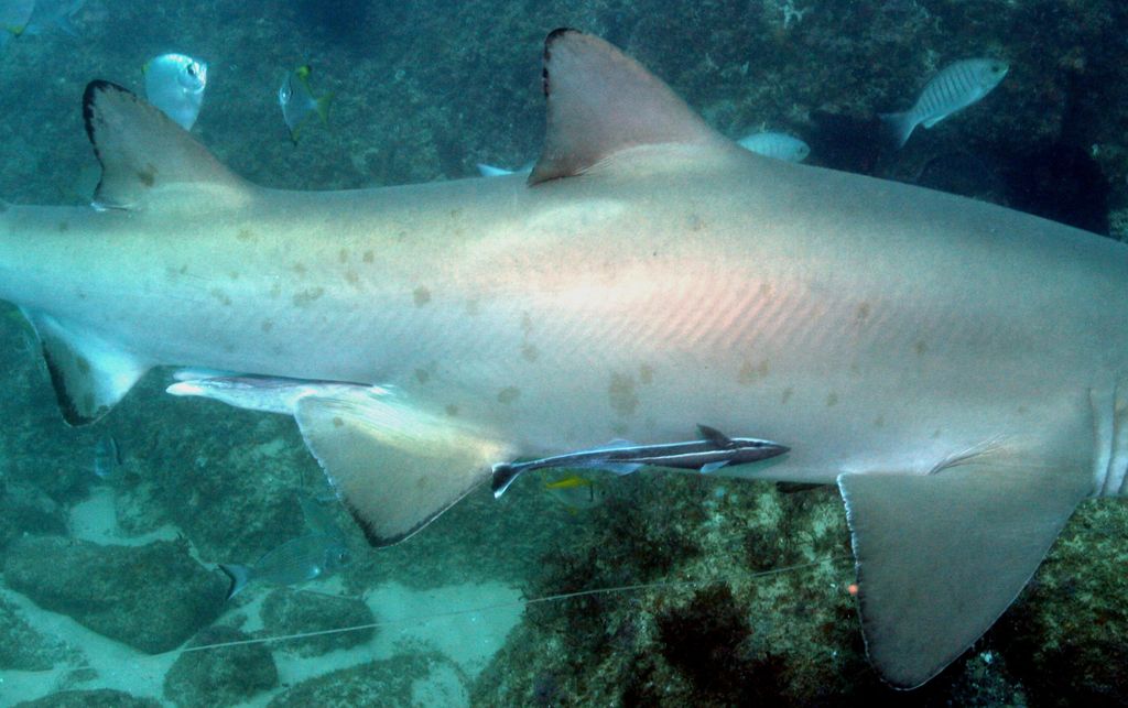 9d5e13e6-cdbe-4098-82f8-4cc9e5d540e1