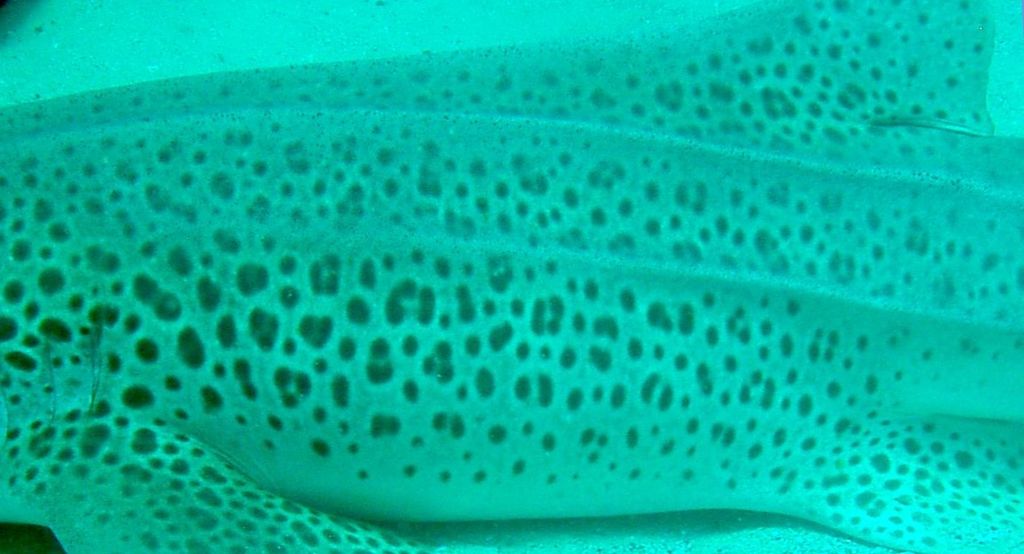 c4f71e9d-d1c2-442d-9ab7-c416542e708e