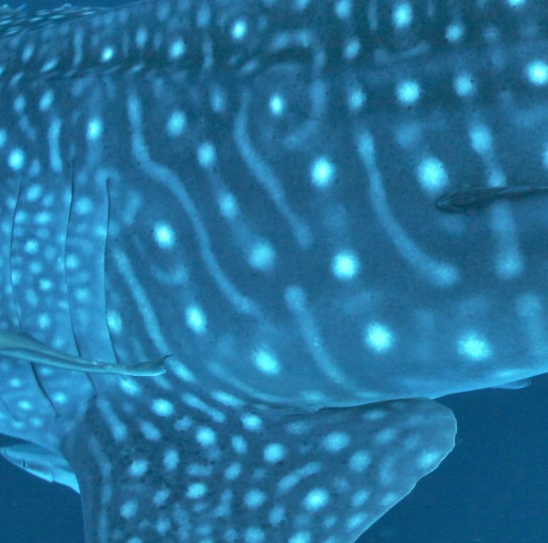 8729e19c-11b7-4c80-bd34-03c87a0487ad