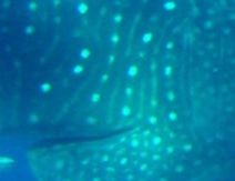 6e6a4e2d-5cc0-49ed-a8b3-567a54df4f0f