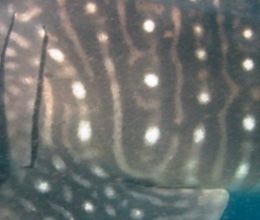 f53f3d27-da8b-4e9e-b732-403af03e0212