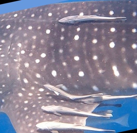 0f1041aa-ea29-4ead-8b96-16e5e548819f