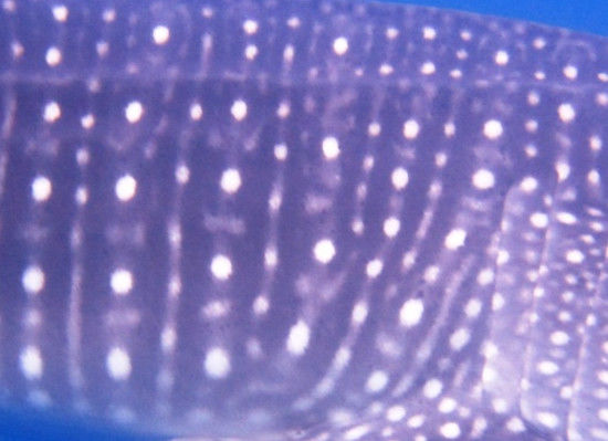 9e4d1fce-66a2-450f-8fb8-f3e46ce537ef