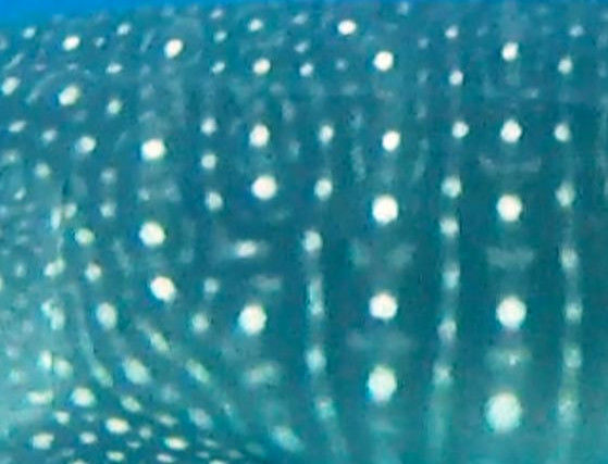 9e4d1fce-66a2-450f-8fb8-f3e46ce537ef