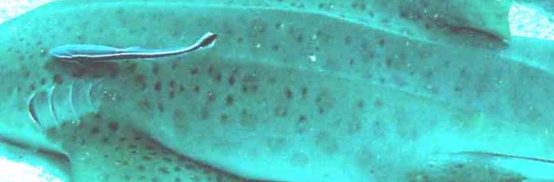 c81b33ea-6624-40f1-8f3f-bdb297cdc88c