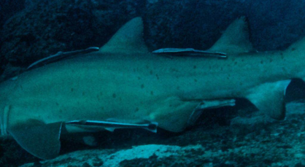 6ea1c724-e3c3-4d01-a452-e9160c9300e8