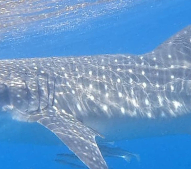 a68346e4-b0c9-4199-833f-2d1fddd140ba