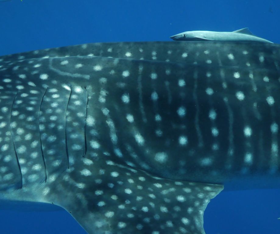 fc39dddb-a12c-4257-8b2e-c7b0f2230281