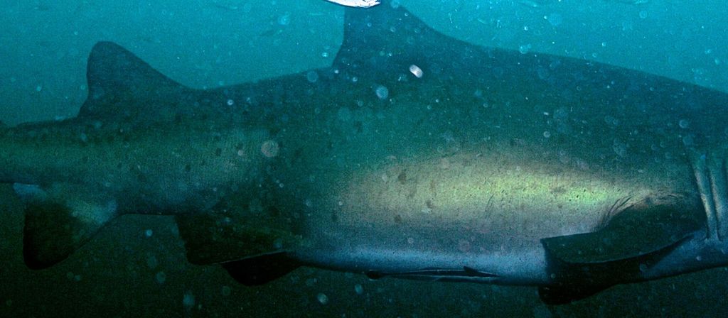 13556f08-6628-4dbd-ab18-31a56583431e