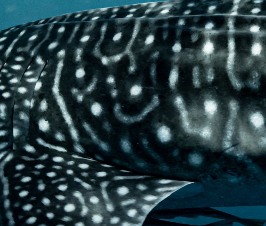 5edd6097-9213-48ce-96d6-2a4b1303075f