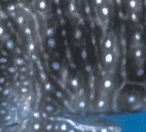 d00c0190-be90-4f45-bf5b-272a33656df2