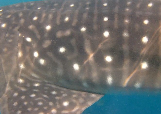 3fa1c1d0-fd54-4226-a5ab-82d60ce54141