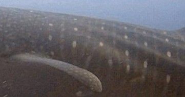 64d9b149-7a37-45c0-b8f2-64e17748abf1