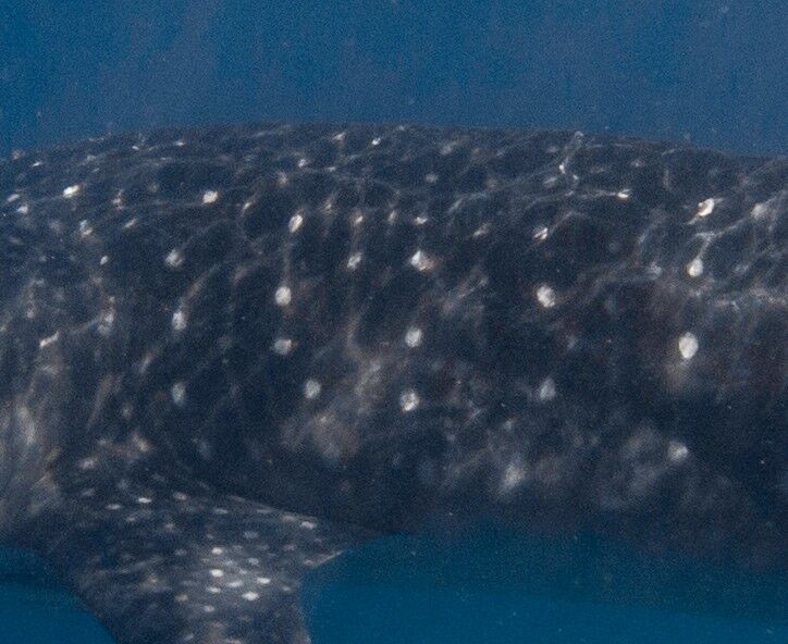 2c305160-cb55-4141-91ca-c1448106def9