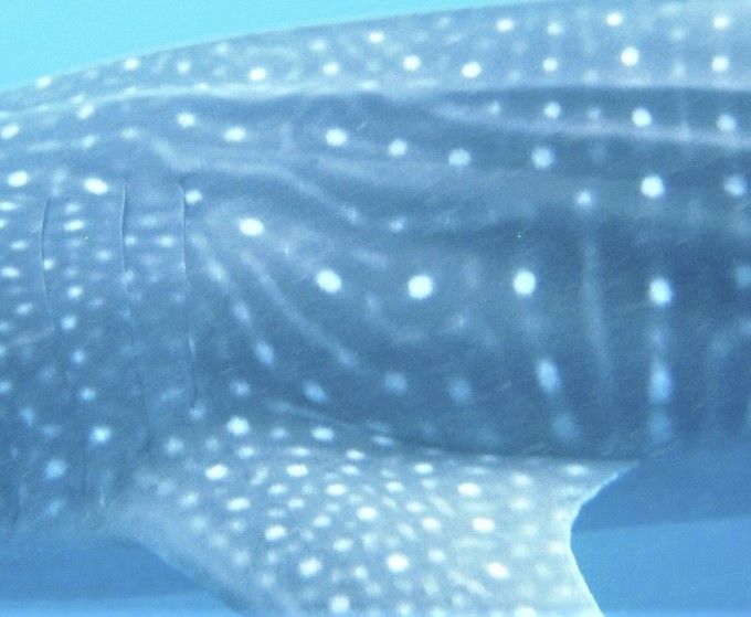 6ad300ad-0a10-4bd8-bf48-ac7d2ed02a5b